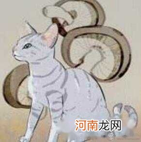 猫有九条命是真的吗?猫有九条命的传说是怎么来的?