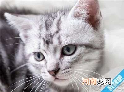 猫驱虫药用什么牌子的比较好？猫用驱虫药的七大注意事项