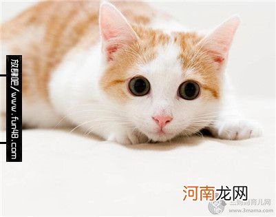 猫驱虫药用什么牌子的比较好？猫用驱虫药的七大注意事项