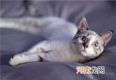 猫驱虫药用什么牌子的比较好？猫用驱虫药的七大注意事项