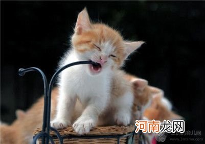 猫驱虫药用什么牌子的比较好？猫用驱虫药的七大注意事项