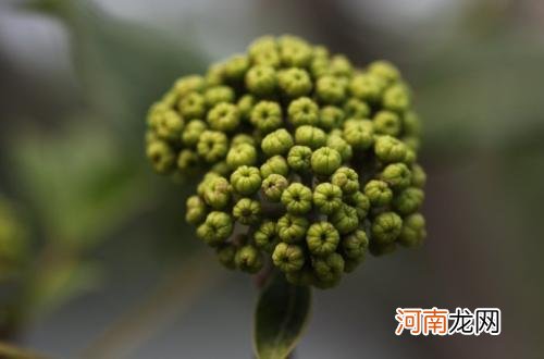 来看看吴茱萸的治病疗方