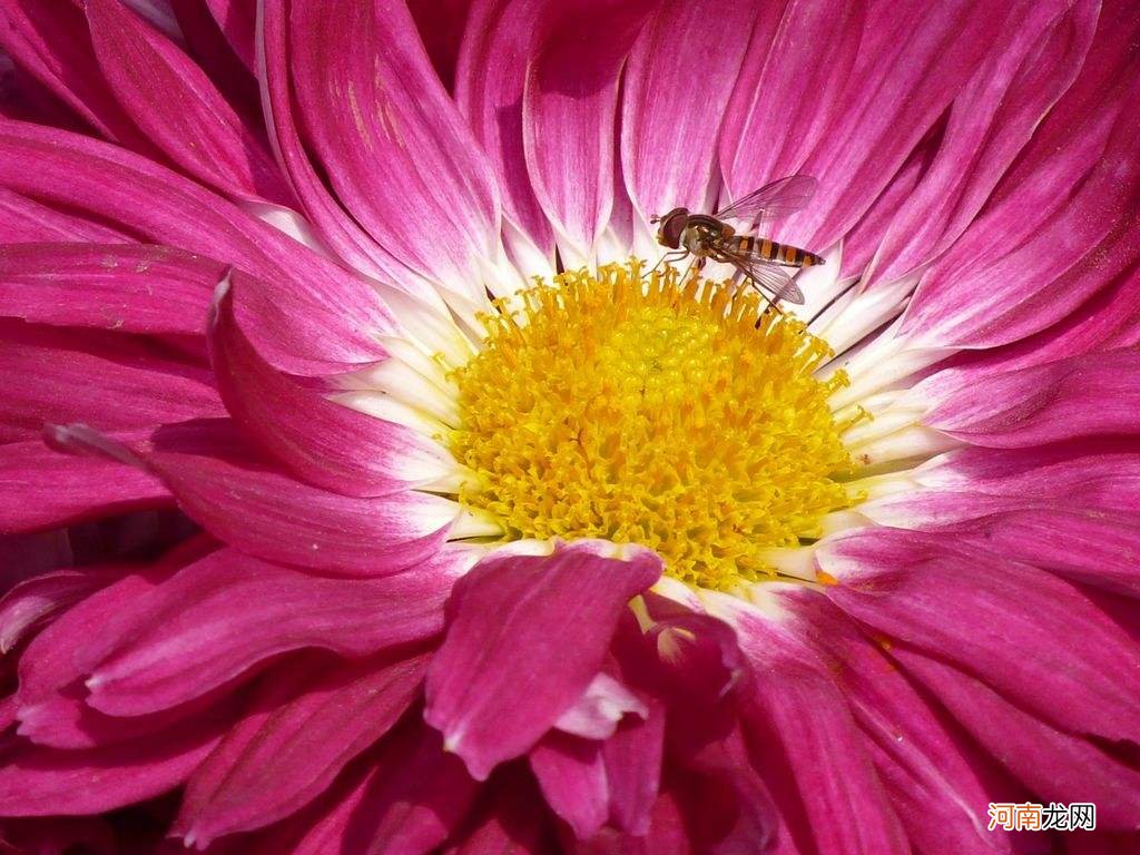 花粉能够丰胸吗