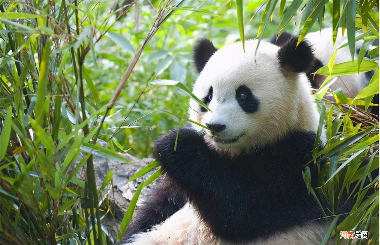 无情揭露大熊猫的秘密 大熊猫未知的秘密