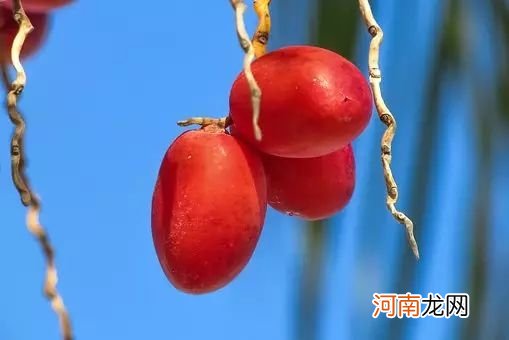 秋季养生怎样吃 这种食物不可以少