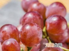 贫血吃什么水果好