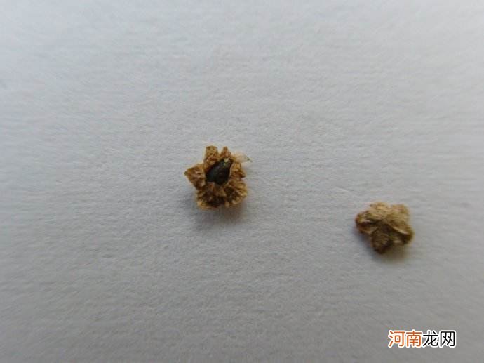 地肤子药用价值强 能消炎利尿清热解毒