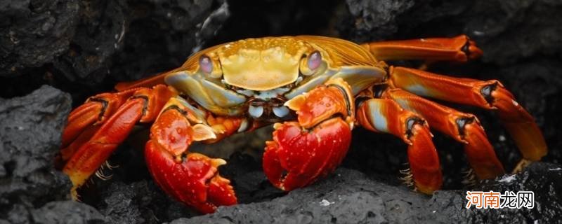 螃蟹离开水能活多久优质