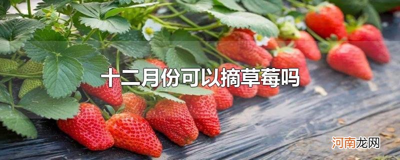 十二月份可以摘草莓吗