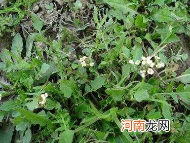 孕妇能不能吃荠菜