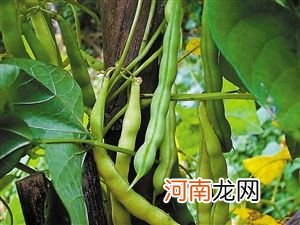 孕妇能吃四季豆吗