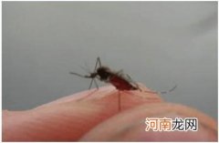 夏天预防蚊虫叮咬的妙招有哪些