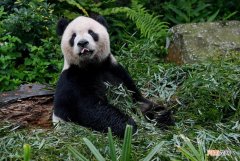 陕西一只大熊猫吃羚牛骨当竹子，多次被发现偷偷吃肉、打牙、祭祀