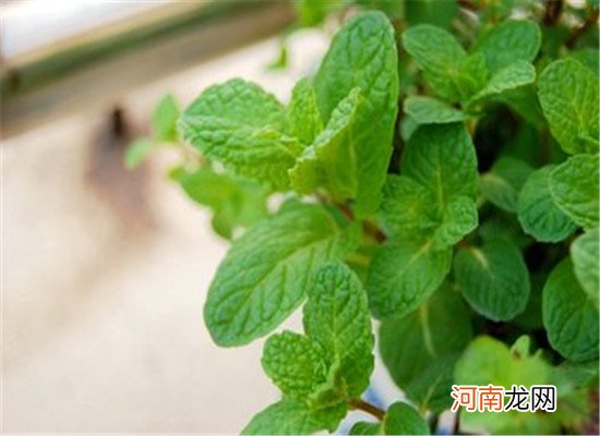 二种食物润肺化痰 大暑节气要常吃