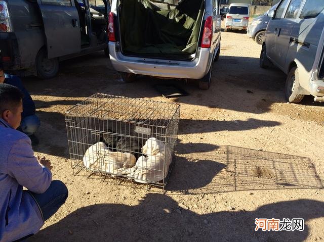 午后的狗市显得有些清冷，商贩出售的拉布拉多幼犬无人问津！