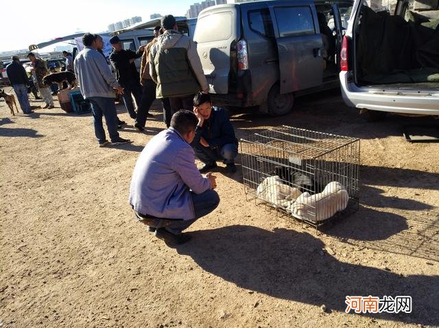 午后的狗市显得有些清冷，商贩出售的拉布拉多幼犬无人问津！