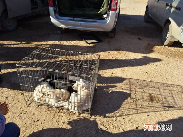 午后的狗市显得有些清冷，商贩出售的拉布拉多幼犬无人问津！