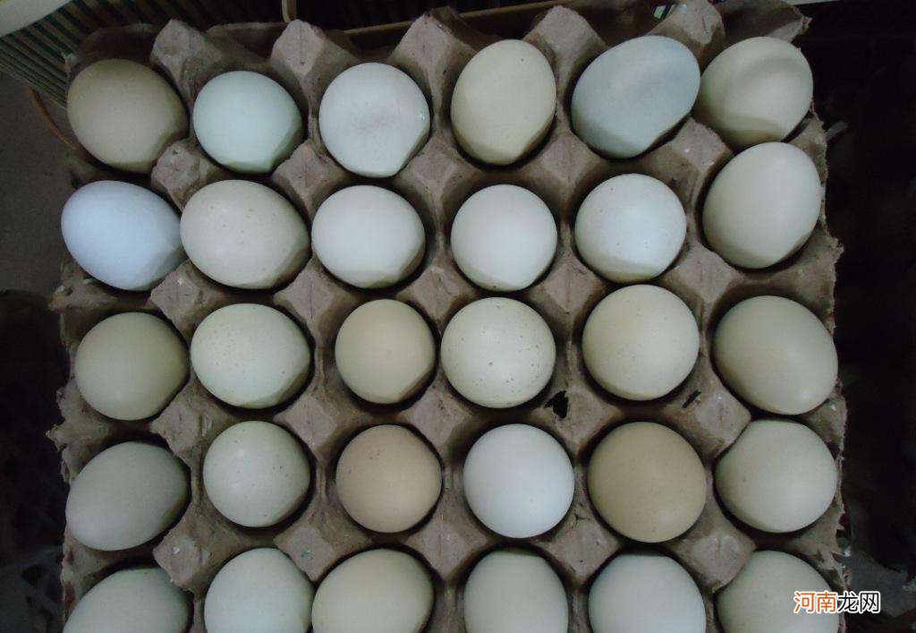 每天吃鸡蛋好吗