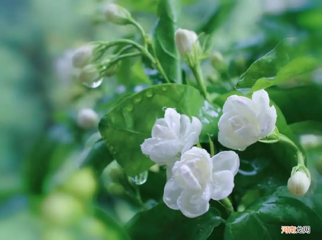 茉莉花开花多吗？