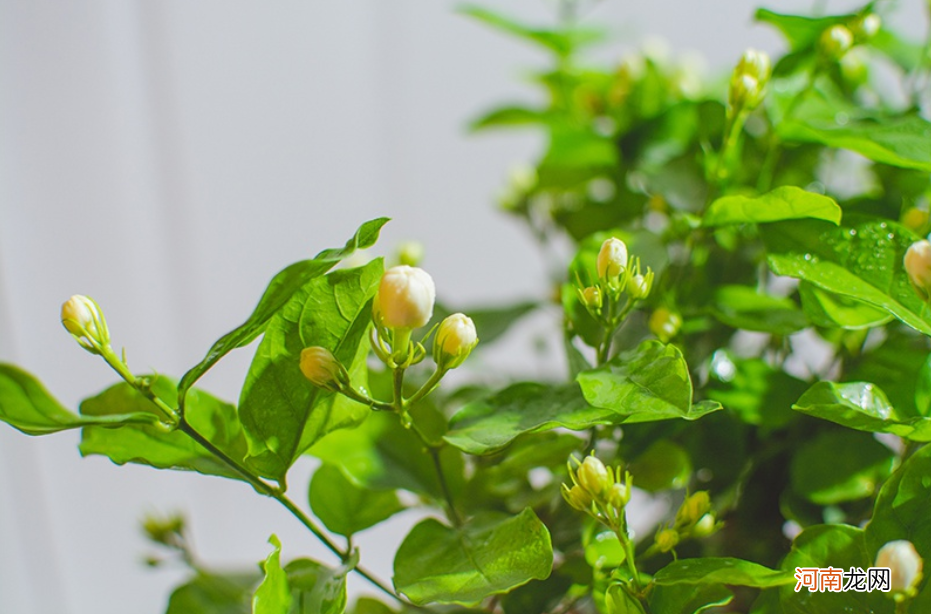 茉莉花开花多吗？