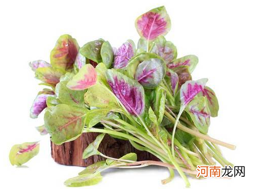 孕妇能吃野苋菜吗