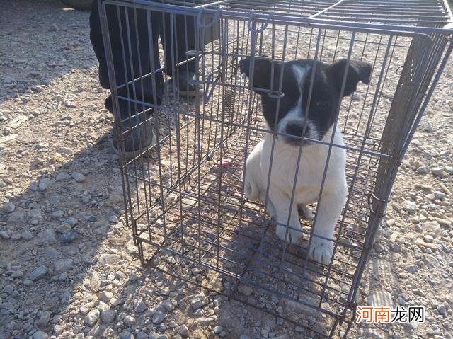 在狗市，只要30元一只的中华田园幼犬，为何半天无人购买？