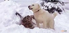 狗狗在野外救了一只小老虎，但是当狗狗老了以后，画风却完全变了