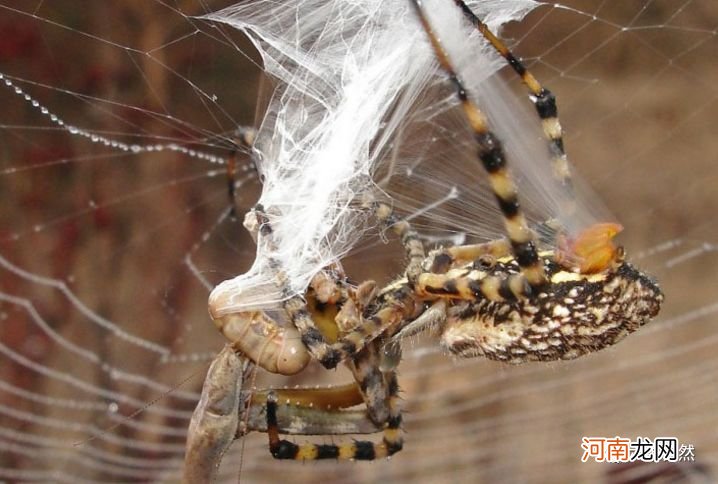 蜘蛛被昆虫反捕杀：织好蜘蛛网，等来的昆虫，却在蜘蛛网捕杀蜘蛛