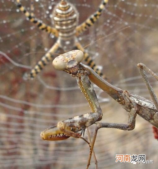 蜘蛛被昆虫反捕杀：织好蜘蛛网，等来的昆虫，却在蜘蛛网捕杀蜘蛛