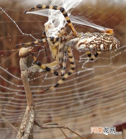 蜘蛛被昆虫反捕杀：织好蜘蛛网，等来的昆虫，却在蜘蛛网捕杀蜘蛛