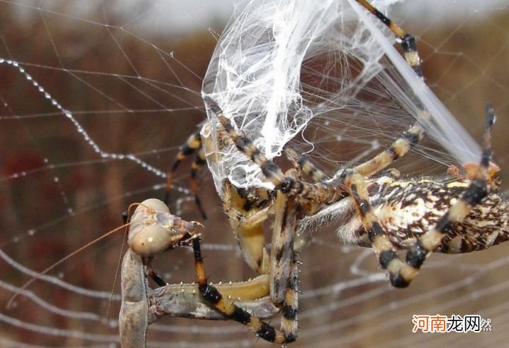 蜘蛛被昆虫反捕杀：织好蜘蛛网，等来的昆虫，却在蜘蛛网捕杀蜘蛛