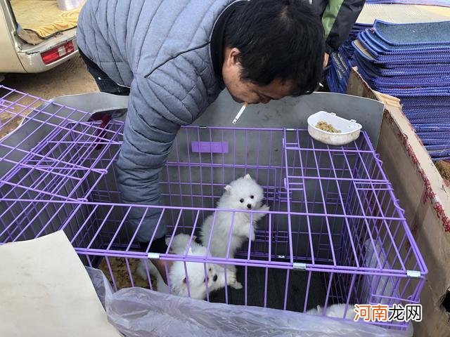 博美幼犬惹人喜爱顾客看中后直接成交，在商贩车上抱着拍照合影！