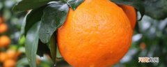沃柑是橘子还是橙子优质