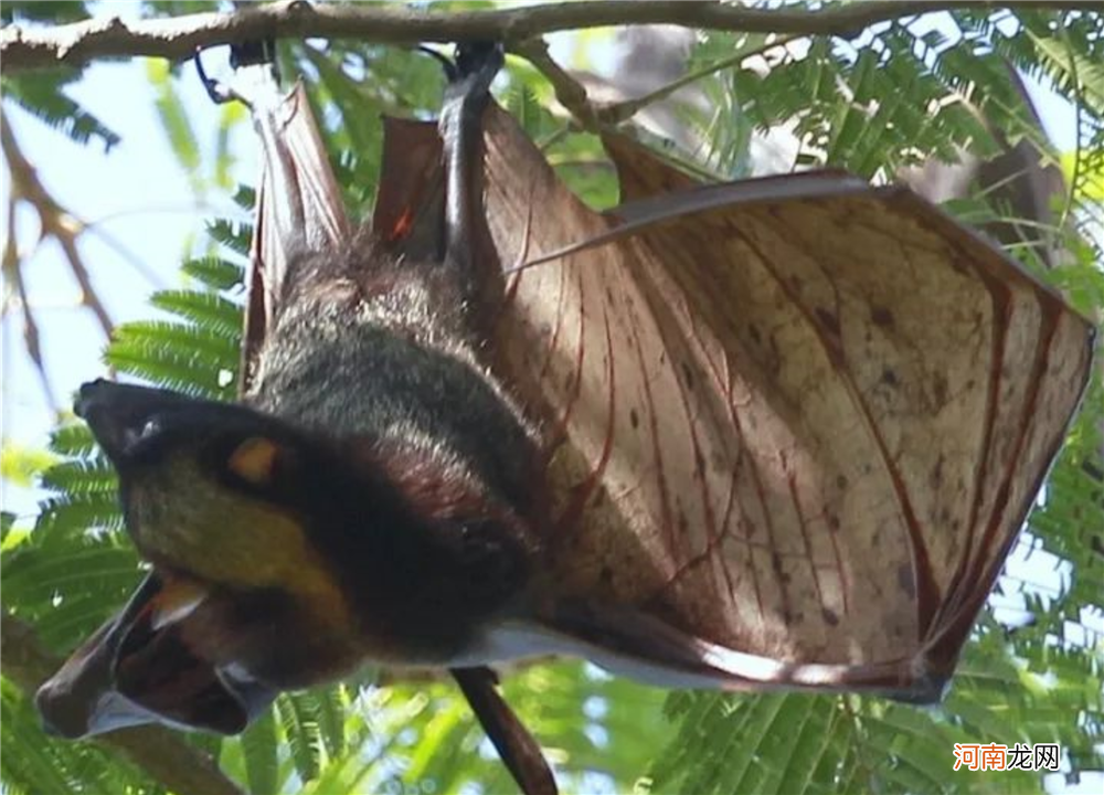 吕宋岛生活着一种“怪鸟”，头像狐狸身形似猫，翼展却有1.7米长