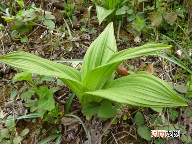 藜芦是什么 帮你掌握藜芦情况