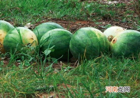 减肥期内能吃西瓜吗