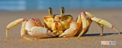 螃蟹蒸熟后怎么保存优质