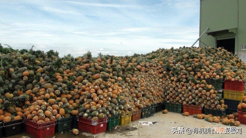 无论台湾菠萝还是菲律宾菠萝 菲律宾菠萝和台湾菠萝哪个好吃