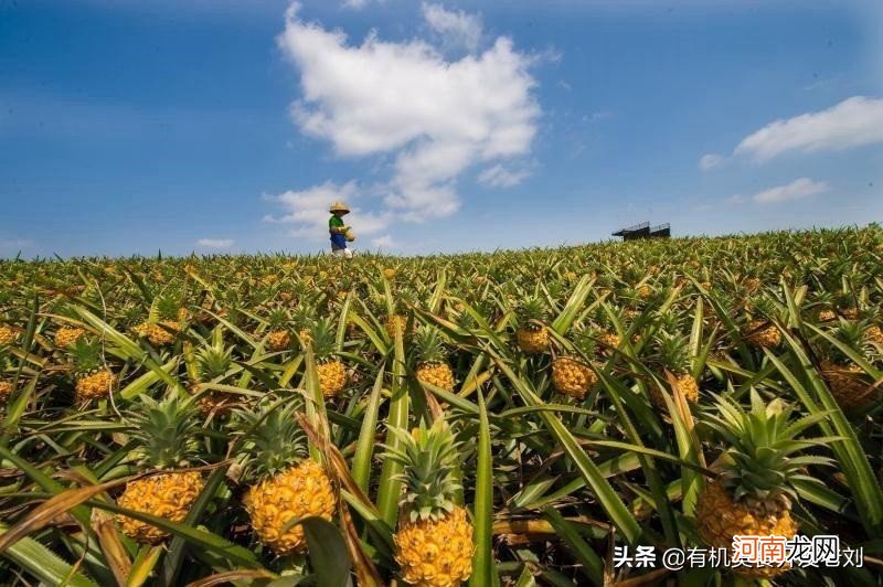 无论台湾菠萝还是菲律宾菠萝 菲律宾菠萝和台湾菠萝哪个好吃