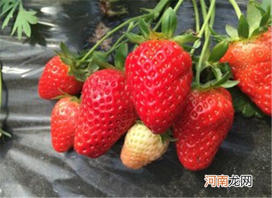 吃什么水果能够去痘坑 推荐几类食物