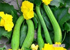 这种食物能够祛斑 嫩肤效果非常好