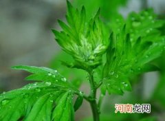 夏天泡脚添加这种效果更强