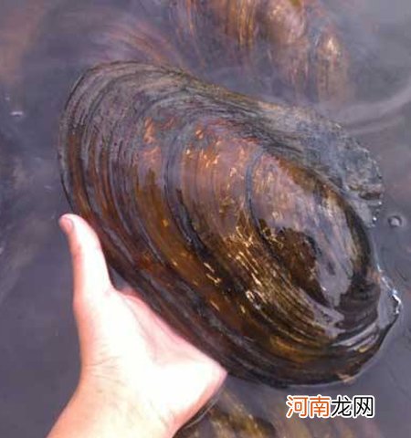 剖取河蚌肉的窍门是怎样的 河蚌怎么做好吃