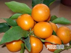 桔子的种类有什么？橘子的特性详细介绍