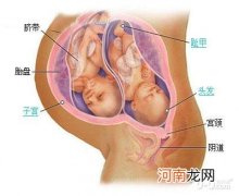 怀孕17周胎儿发育彩超