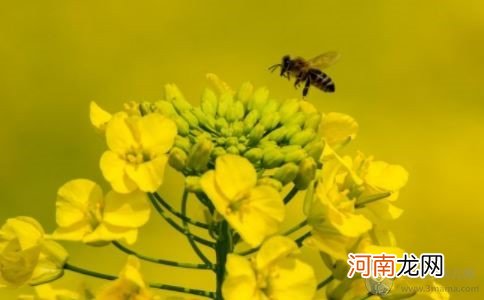 孕妇可以吃油菜吗