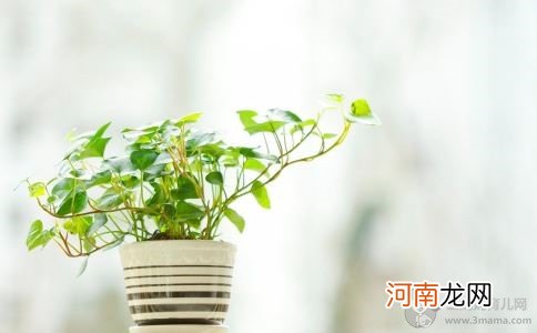 孕期可以养在家里的花草