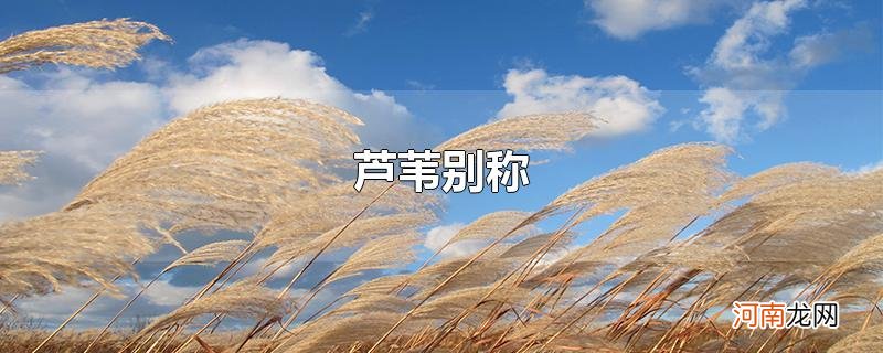 芦苇别称