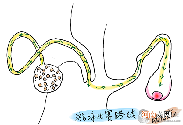 无翼鸟之性教育日结