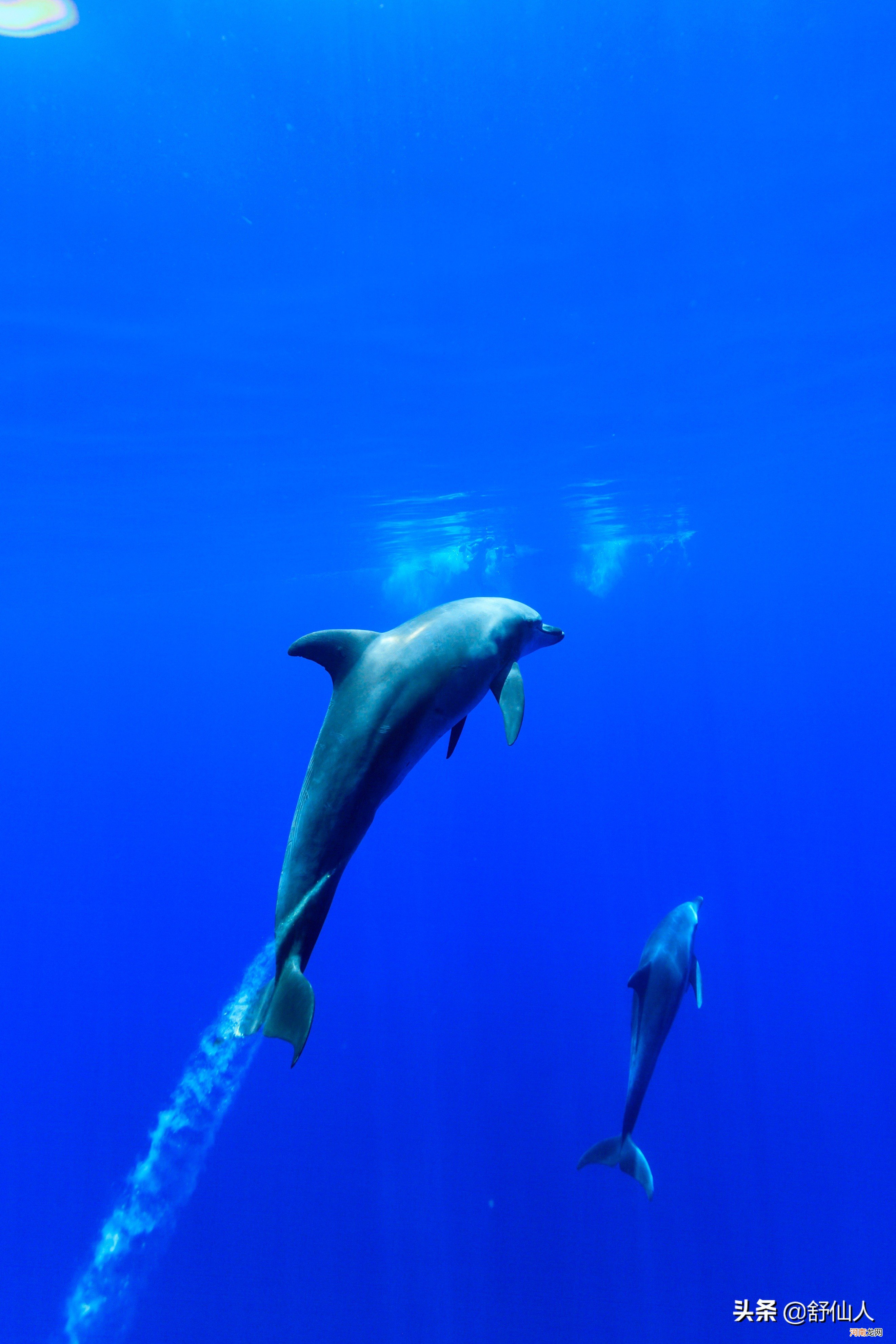 鲸鱼和海豚作为哺乳动物如何睡觉 海豚和鲸鱼是哺乳动物